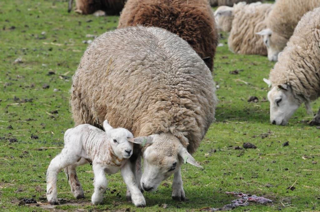 lammetjes, schapen, vakantie in texel