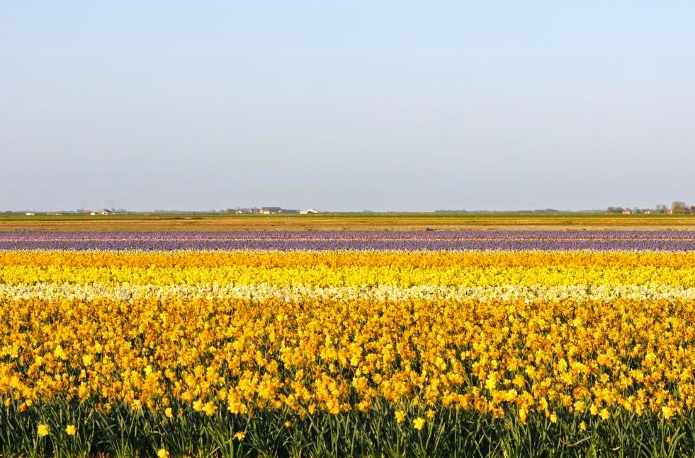 waddeneilanden, texel, tulpen, 