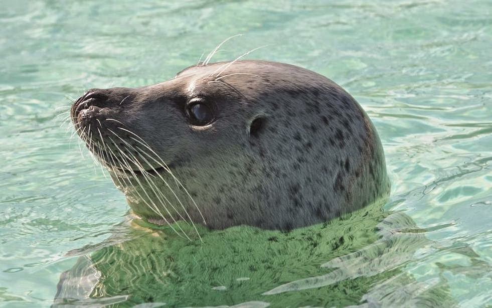 zeehond texel, waddenzee, vakantie texel, ecomare texel