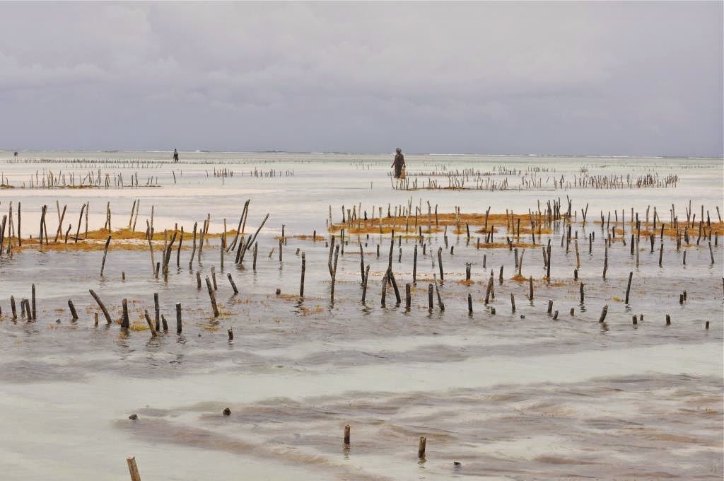 zeewierplantage, afrika, zanzibar, indische oceaan, seaweed farm