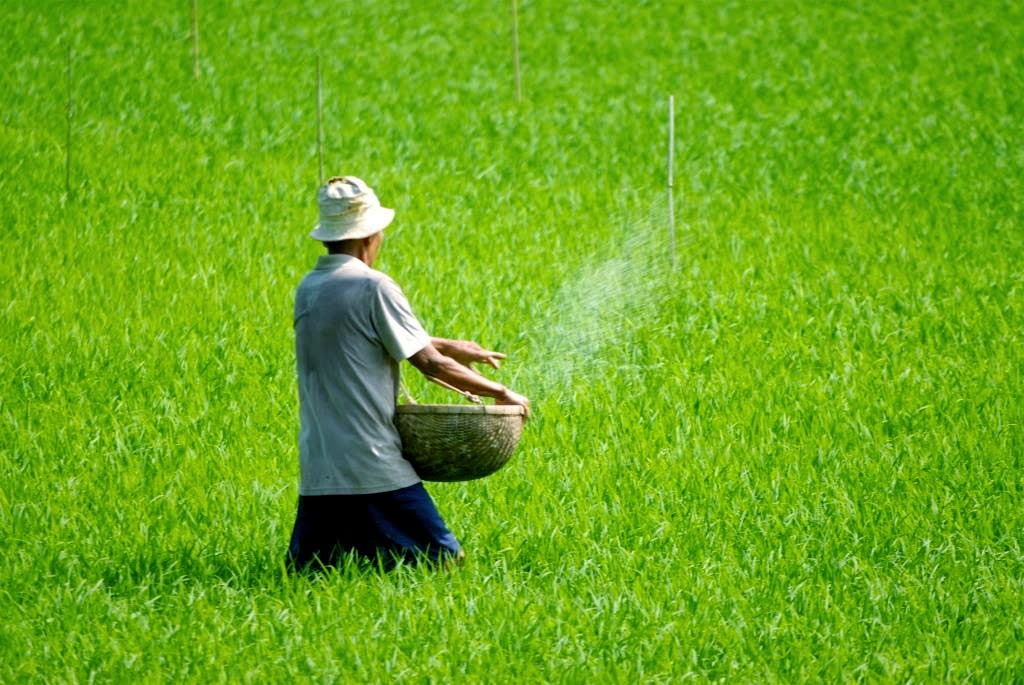 rijstveld vietnam