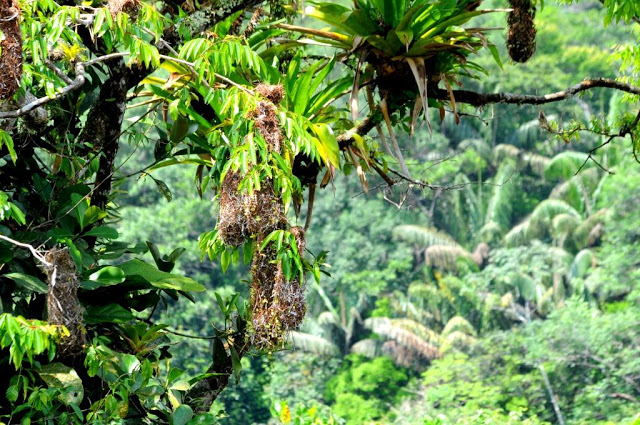 amazonewoud, natuur in frans-guyana, 