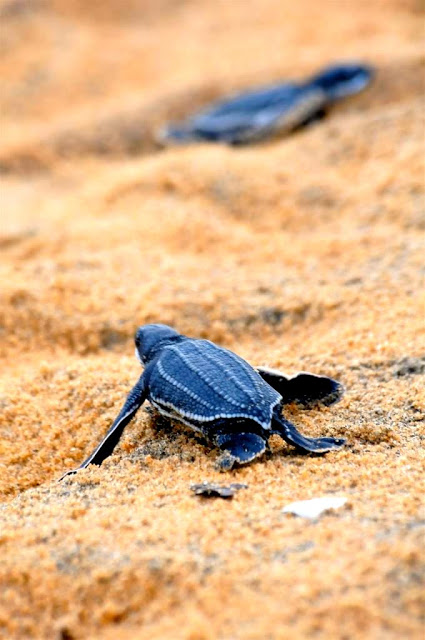 Cayenne, plage montjoly, zeeschildpadden Frans-Guyana