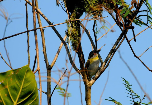 Kaw, Frans-Guyana, Amazonewoud Guyane