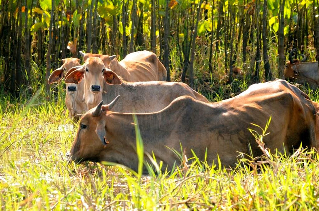 Kaw Frans-Guyana, moerassen Frans-Guyana, dieren Frans-Guyana