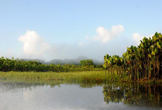 amazonewoud, guyane, marais de kaw