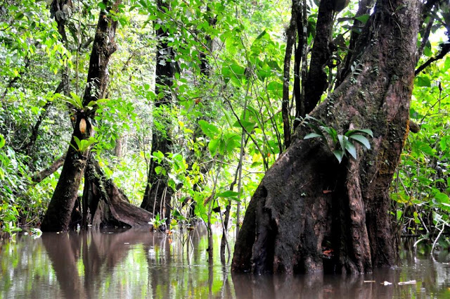 natuur frans-guyana, amazonewoud, 