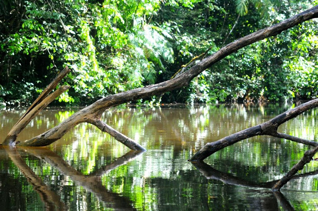 natuur frans-guyana, balatarivier, amazonewoud