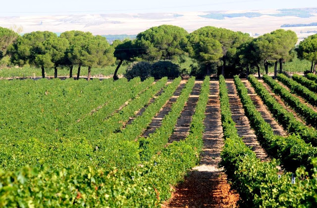 ruedawijnroute, rueda ruta del vino, wijntoerisme castilla y leon, oenotoerisme spanje, wijntoerisme spanje, wijntoerisme rueda, verdejo, rueda, wijtoerisme 