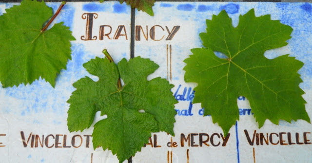 wijntourisme bourgondie, oenotoerisme bourgondie, aoc irancy, bourgondische wijnen, aligoté, césar, pinot noir