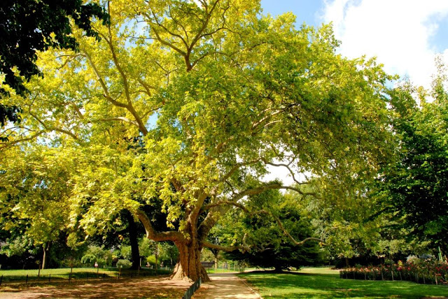 parijse parken, groen in parijs, oude esdoorn parijs, 