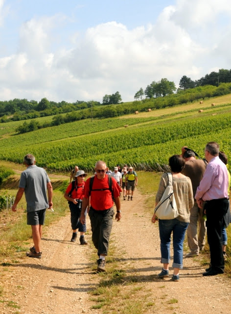 wijntourisme bourgondie, oenotoerisme bourgondie, aoc irancy, bourgondische wijnen, aligoté, césar, pinot noir