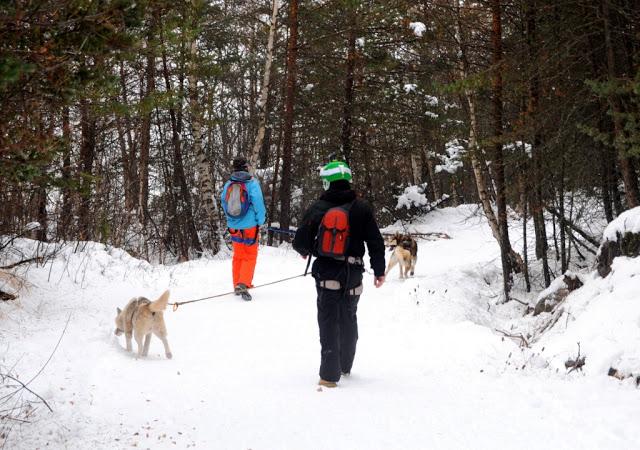 Haute-Provence, sleehonden, sneeuwhonden, huskies, Vallée de l'Ubaye, wintersport in de Haute-Provence