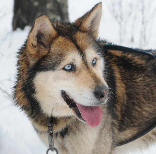 Haute-Provence, sleehonden, sneeuwhonden, huskies, Vallée de l'Ubaye, wintersport in de Haute-Provence