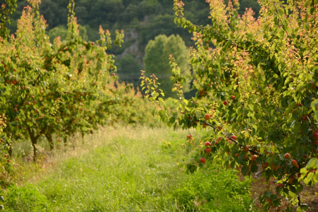 fietsen langs de Rhône, Rhône-vallei, Rhône-Alpes, Via Rhona, ViaRhôna, cote rotie