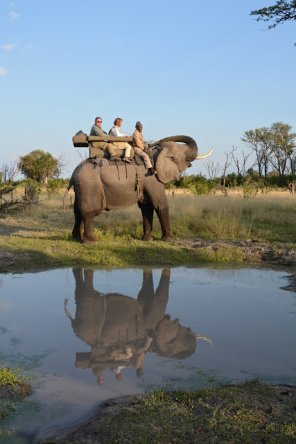 Elephant, olifant, Botswana, geredde olifant, Okavango Delta, Afrika, Afrikaanse olifant, African elephant, Randall Moore, passion for elephants 