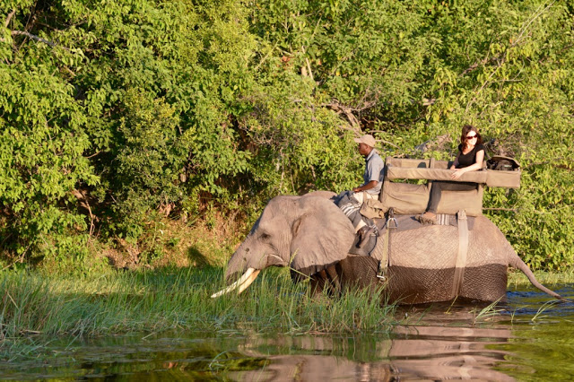 Wilderness Safari's, olifant, elephant, Botswana, Okavango Delta, Abu Camp, Randall Moore, passion for elephants 