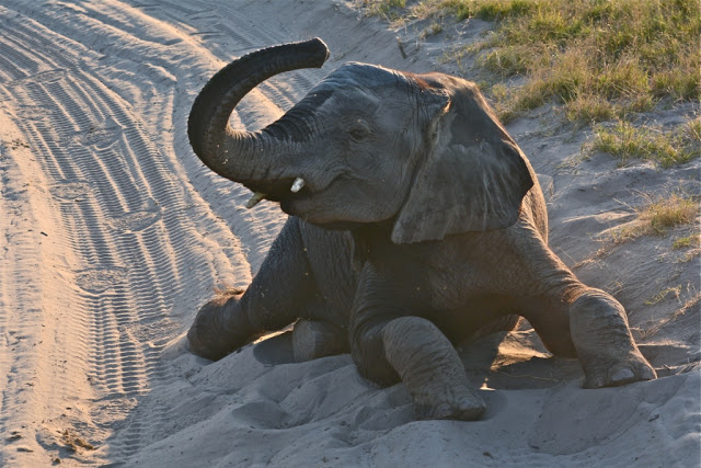 Baby olifant, olifant, elephant, baby elephant, wees olifant, orphan, Abu Camp, Wilderness, elephant playing, Wilderness Safari's, Randall Moore, passion for elephants 