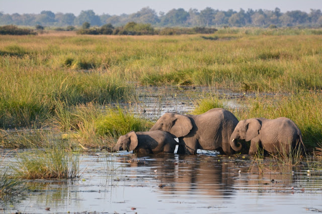 olifanten, olifant, elephants, elephant, Botswana, Linyanti rivier, olifanten in overvloed, wildlife, safari, de bush, Afrika, zuidelijk Afrika, wildpark