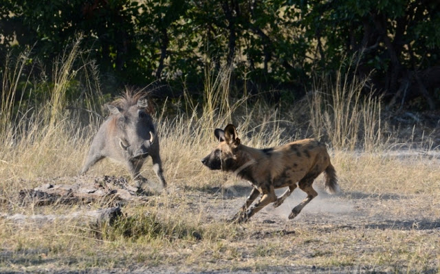 wrattenvarken, wilde hond, wild dog, safari, gevecht, Botswana, wildpark, bush, zuidelijk Afrika, Afrika, Africa, nature, natuur, wildlife, African wildlife, 