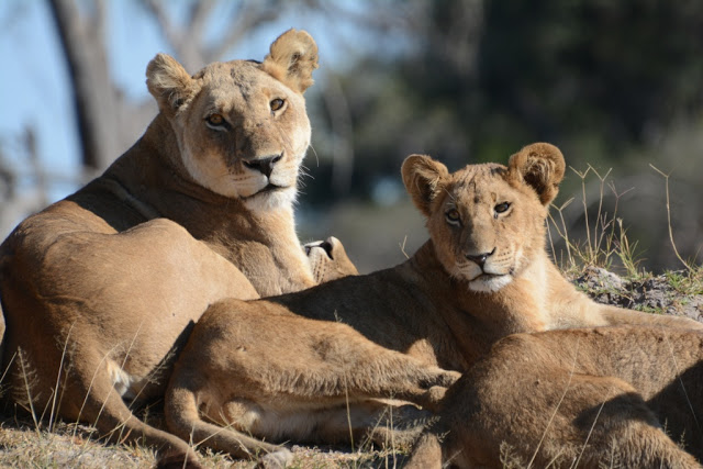 lions, leeuwen, lionesses, leeuwinnen, Botswana, african wildlife, safari, wildpark, bush, glamping, 