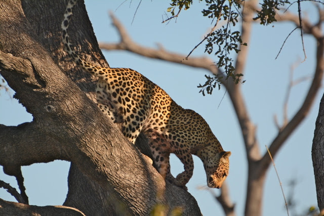 Botswana, luipaard, leopard, bush African bush, wildlife, wildpark, lodge, african tree, African wildlife, zuidelijk Afrika, southern Africa, leopard hunting, 