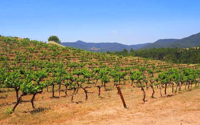 wijntoerisme catalonië, Mura, Abadal winery, Abadal wijnhuis, Sant Llorenç del Munt i Obac, Vall de Flequer, Geoparc de la Catalunya Central, do pla de bages, catallanse wijnen, dry stone wine huts, dry stone wine vats, 