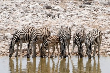 UNDER AFRICAN SKIES: MET DE 4X4 DOOR NAMIBIË (2) SWAKOPMUND – ETOSHA