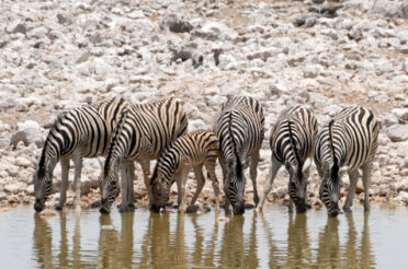 UNDER AFRICAN SKIES: MET DE 4X4 DOOR NAMIBIË (2) SWAKOPMUND – ETOSHA