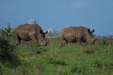 NAIROBI OP DE RAND VAN DE WILDERNIS