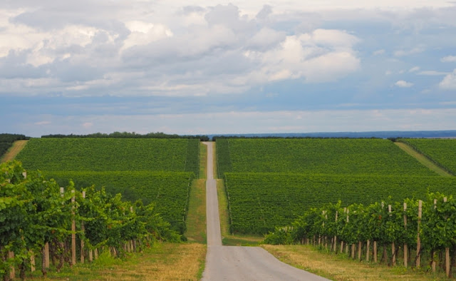 wijntoerisme kroatië, wijntoerisme baranja, kroatische wijnen, vina belje, josic winery, grasevina, donauwijnen, 