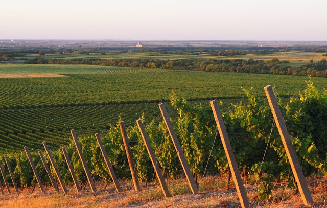 wijntoerisme kroatië, principovak, vina papak, grasevina, traminac, wijntoerisme slavonië, ilocki podrumi, ilok, vukovar, srijem, kroatië, 