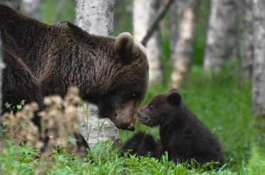 [FOTOREPORTAGE] DE BRUINE BEREN VAN DE FINSE TAIGA