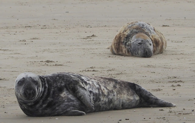 Terschelling, Vlieland, Ameland,Wadden, Waddenzee, klipper, zeilboot, Waddeneilanden, Iselmar, Noordzee, 