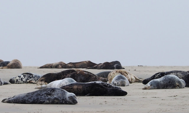 Terschelling, Vlieland, Ameland,Wadden, Waddenzee, klipper, zeilboot, Waddeneilanden, Iselmar, Noordzee, 