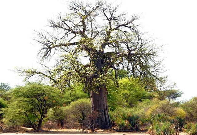 road trip namibië, divundu, okavango rivier, shamatapa village, mahango core area, Animal Disease Control Checkpoint Mururani, rundu, caprivistrook, etosha, divava kavango lodge, Hambukushu, grootfontein,