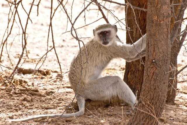 road trip namibië, divundu, okavango rivier, shamatapa village, mahango core area, Animal Disease Control Checkpoint Mururani, rundu, caprivistrook, etosha, divava kavango lodge, Hambukushu, grootfontein,