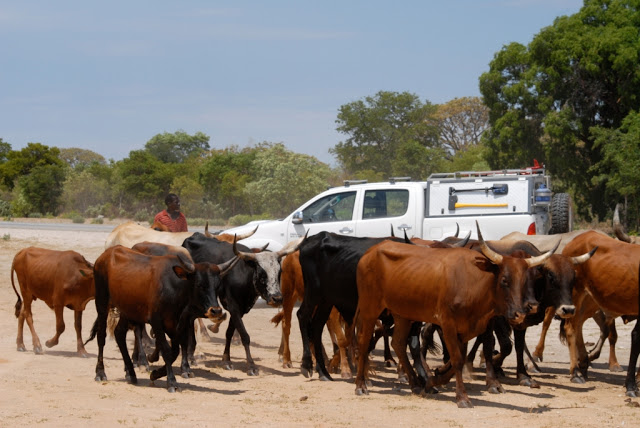 road trip namibië, divundu, okavango rivier, shamatapa village, mahango core area, Animal Disease Control Checkpoint Mururani, rundu, caprivistrook, etosha, divava kavango lodge, Hambukushu, grootfontein,