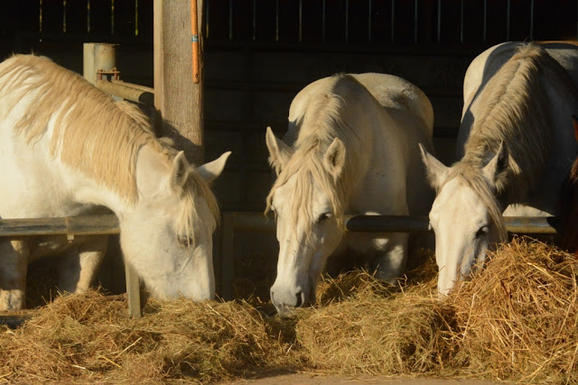 Orne, Bellême, Mortagne-au-Perche, Pin du Haras, Normandische platteland, calvados, cider, pommeau, boudin noir, Perche, normandische paarden, normandische koeien, 