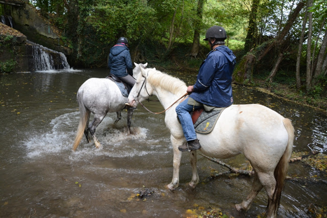 Orne, Bellême, Mortagne-au-Perche, Pin du Haras, Normandische platteland, calvados, cider, pommeau, boudin noir, Perche, normandische paarden, normandische koeien, 