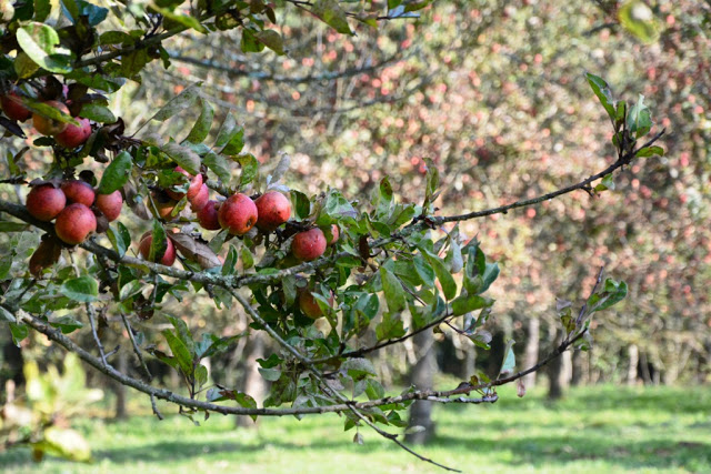 Orne, Bellême, Mortagne-au-Perche, Pin du Haras, Normandische platteland, calvados, cider, pommeau, boudin noir, Perche, normandische paarden, normandische koeien, 