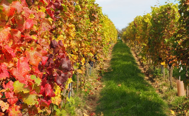 Petits-gris de namur, aoc samber en maas wijnen, vins aoc sambre et meuse, escargots de namur, naamse traagheid, saffraan, saffraan uit namen, chateau de bioul, philippe grafé, domaine de chenoy, waalse wijnen, wildpluk op citadel namen, gastronomie namen, gastroomie wallonië, 