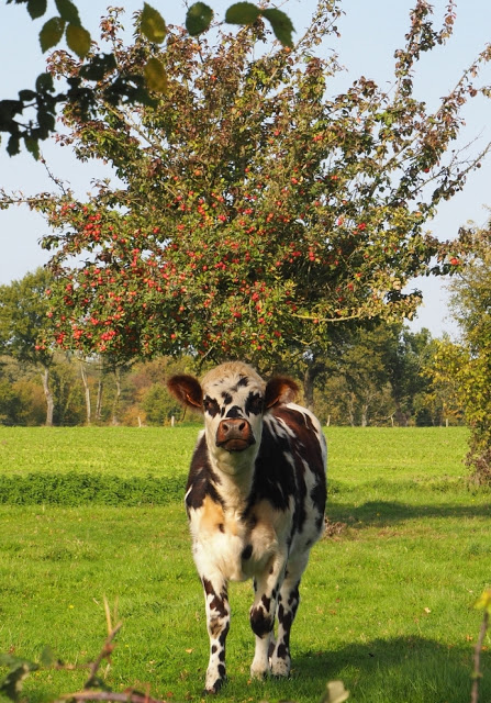 Orne, Bellême, Mortagne-au-Perche, Pin du Haras, Normandische platteland, calvados, cider, pommeau, boudin noir, Perche, normandische paarden, normandische koeien, 