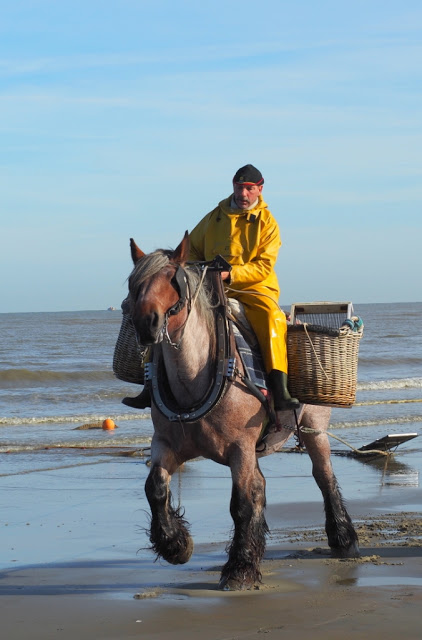 Koksijde, oostduinkerke, navigo visserijmuseum, paardenvissers, dierendonck, restaurant carcasse, hendrik dierendonck, abdijmuseum ten duinen, bier, abdijbieren, garnalen, foodies, unesco werelderfgoed, gastronomie aan de Belgische kust, westhoek, 