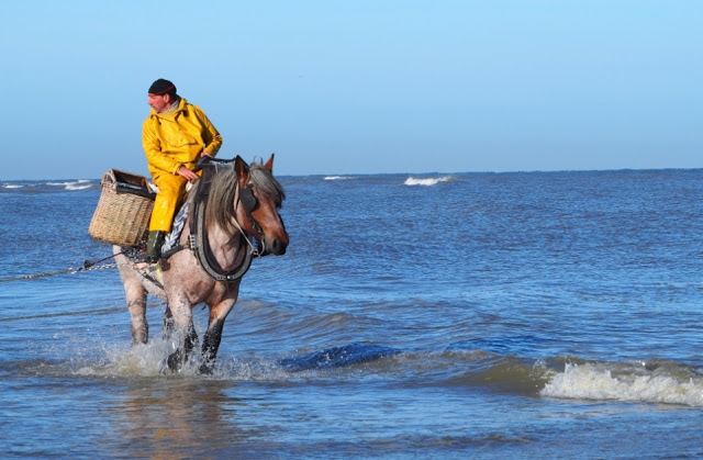 Koksijde, oostduinkerke, navigo visserijmuseum, paardenvissers, dierendonck, restaurant carcasse, hendrik dierendonck, abdijmuseum ten duinen, bier, abdijbieren, garnalen, foodies, unesco werelderfgoed, gastronomie aan de Belgische kust, westhoek, 