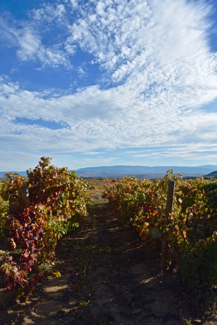 La rioja, rioja wijnen, rioja crianza, rioja gran reserva, rioja reserva, rioja vino joven, bodega marqués de riscal, bodega baigorri, bodega marqués de murrieta, longrono, samaniego, entrena, rioja alta, rioja alavesa, rioja baja, wijn, wine, rioja wines, spanish wine, spaanse wijn, sierra cantabria, sierra de la demanda, elciego, architect Frank Gehry, city of wine, hotel marques de riscal elciego, Guggenheim Museum in Bilbao, Tempranillo, Garnacha, Mazuelo, Graciana, Viura, Malvasia Riojana, Garnacha Blanco, caractère erpe-mere, caractère reizen, spanje, Calle del Laurel, tapas, Architect Iñaki Aspiazu, Finca de los Arandinos, Puerto de Herrera, bodega Ysios, Dolmen van San Martín, Laguardia, Castillo Ygay Blanco Gran Reserva Especial 1986, gastronomie, foodie, Castillo Ygay, Casalareina, la cueva de dona isabela casalareina, Ebrovallei, architect Javier Arizcuren, David Delfin, sunny cars autoverhuur, 