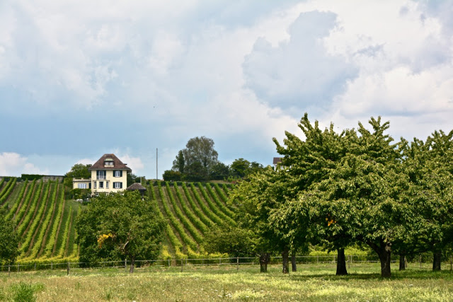 Lac leman, meer van genève, nyon, lausanne, montreux, aigle, fietsen, fietsvakantie, wijngaarden, wijnterrassen van lavaux, bmc, zwitserse wijnen, vaud, geneve, vevey, chasselas, beste zwitserse wijn, filets de perches du lac leman, route du rhône, Château de Nyon, malakoff, château de rolle, luins, eglise de luins, chateau de morges, Domaine des Papillions Coinins, domaine sainte-amour cully, ile de la harpe, saint-prex, perroy, 