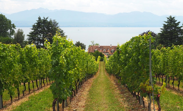 Lac leman, meer van genève, nyon, lausanne, montreux, aigle, fietsen, fietsvakantie, wijngaarden, wijnterrassen van lavaux, bmc, zwitserse wijnen, vaud, geneve, vevey, chasselas, beste zwitserse wijn, filets de perches du lac leman, route du rhône, Château de Nyon, malakoff, château de rolle, luins, eglise de luins, chateau de morges, Domaine des Papillions Coinins, domaine sainte-amour cully, ile de la harpe, saint-prex, perroy, 