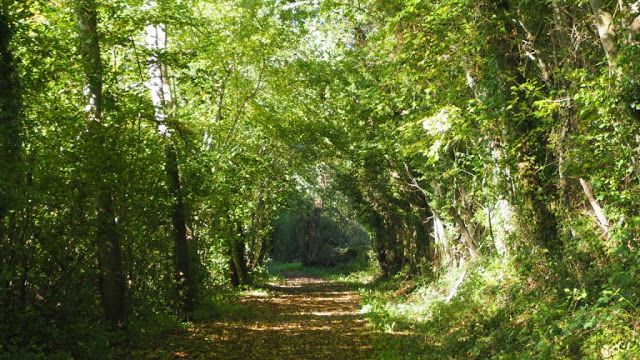 L’Orne, Normandië, Le Perche, Bellême, fietsen, fietsvakantie, fietsen in Frankrijk, L' Échappée de Sublaine, Saint-Jean-de-la-Fôret, Courthioust, Colonard-Corubert, Manoir de Courboyer,  Nocé, Boissy-Maugis, Parc Naturel Régional du Perche, Manoir de la Moussetière, Le Café des Amis Boissy-Maugis, Véloscénie, Manoir de la Vove, Basilique Notre Dame de Montligeon, Pont Catintat, Corbon, Mauves-sur-Huisne, Bois Dambrai, Saint-Ouen-de-la-Cour, Forêt de Bellême, Saint-Martin-du-Vieux-Bellême, Manoir du Lormarin, Auberge des 3J, La Route Royale, Dorceau,  Moutiers-au-Perche, Rémalard, charmestadjes in normandië, middeleeuwse kastelen in normandië, 