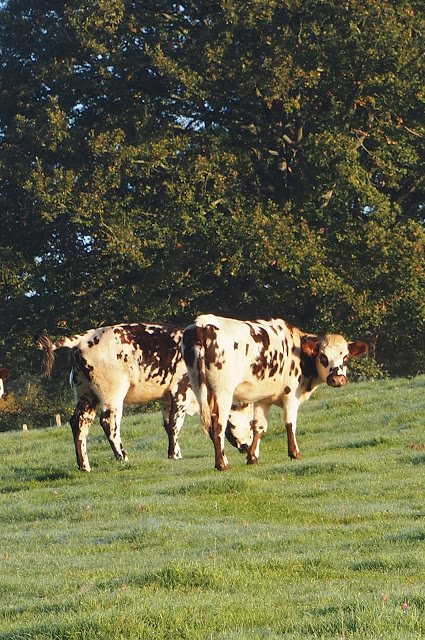 L’Orne, Normandië, Le Perche, Bellême, fietsen, fietsvakantie, fietsen in Frankrijk, L' Échappée de Sublaine, Saint-Jean-de-la-Fôret, Courthioust, Colonard-Corubert, Manoir de Courboyer,  Nocé, Boissy-Maugis, Parc Naturel Régional du Perche, Manoir de la Moussetière, Le Café des Amis Boissy-Maugis, Véloscénie, Manoir de la Vove, Basilique Notre Dame de Montligeon, Pont Catintat, Corbon, Mauves-sur-Huisne, Bois Dambrai, Saint-Ouen-de-la-Cour, Forêt de Bellême, Saint-Martin-du-Vieux-Bellême, Manoir du Lormarin, Auberge des 3J, La Route Royale, Dorceau,  Moutiers-au-Perche, Rémalard, charmestadjes in normandië, middeleeuwse kastelen in normandië, 